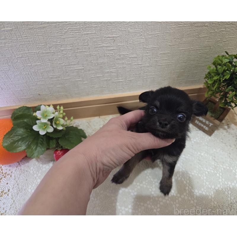 成約済の広島県のチワワ(ロングコート)-422572の11枚目