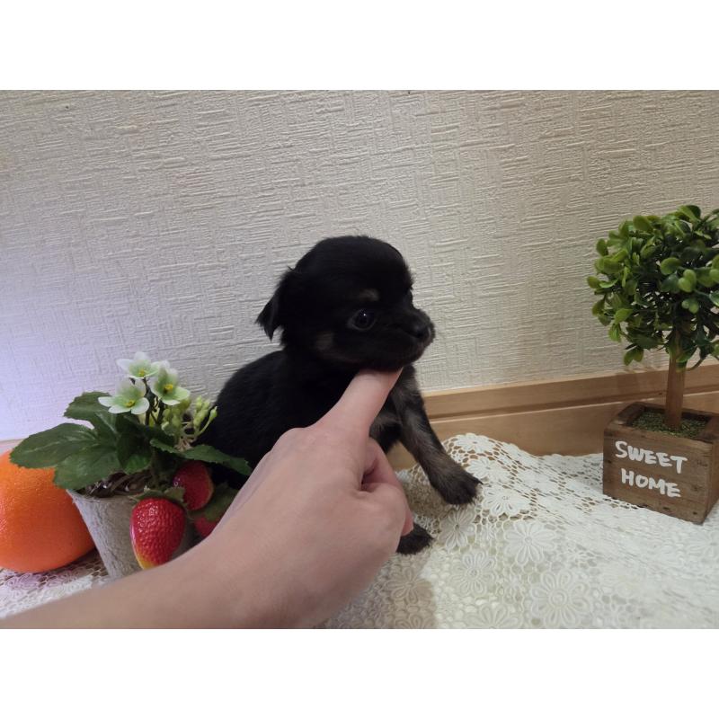 成約済の広島県のチワワ(ロングコート)-422572の10枚目