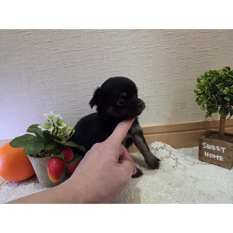 成約済の広島県のチワワ(ロングコート)-422572の9枚目