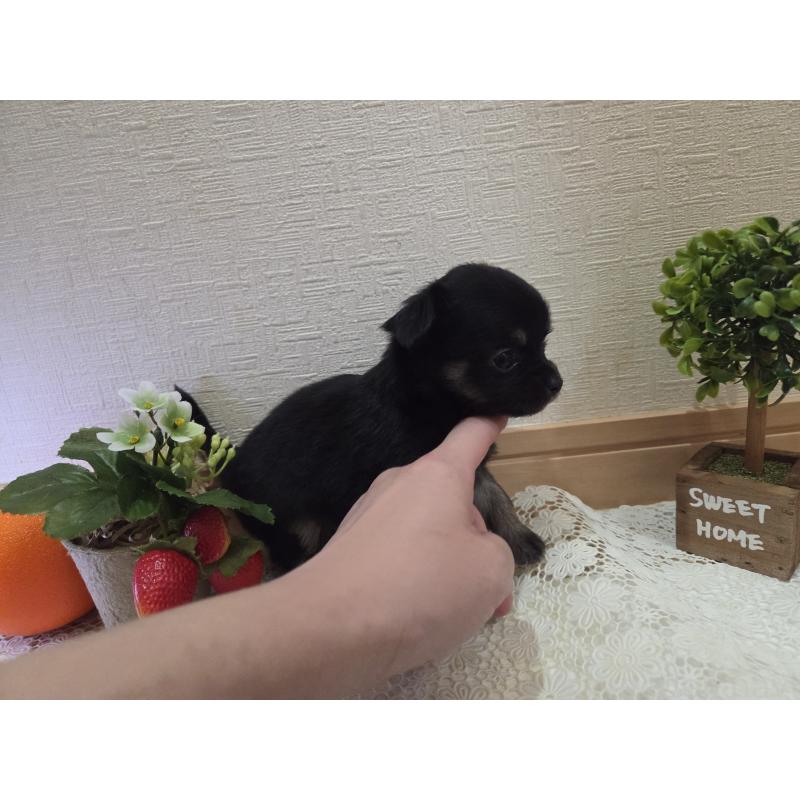 成約済の広島県のチワワ(ロングコート)-422572の8枚目