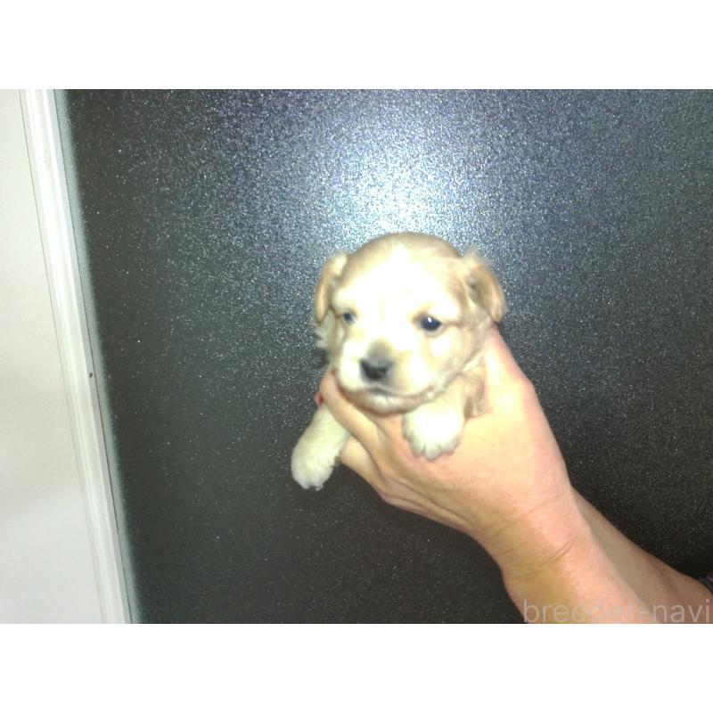 成約済の福岡県のミックス犬-422289の15枚目