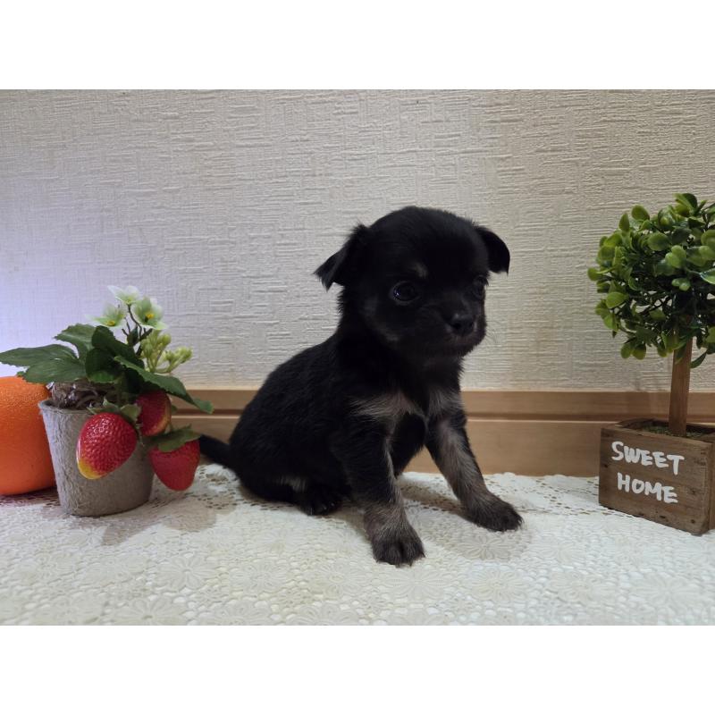 成約済の広島県のチワワ(ロングコート)-422572の7枚目