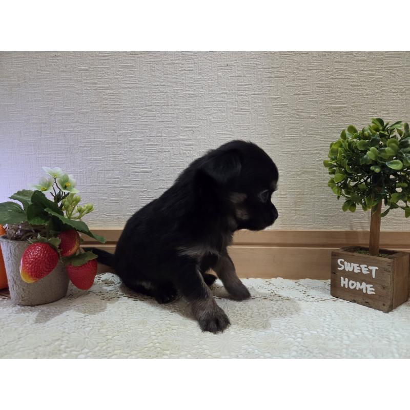 成約済の広島県のチワワ(ロングコート)-422572の6枚目