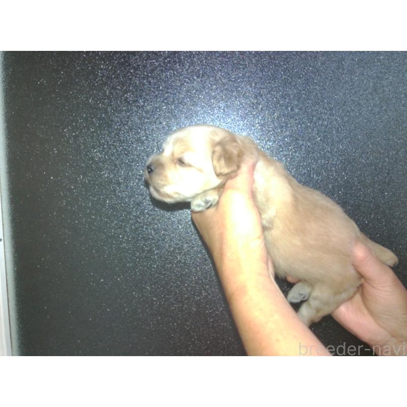 成約済の福岡県のミックス犬-422289の14枚目