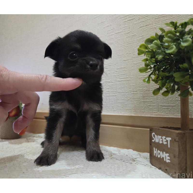 成約済の広島県のチワワ(ロングコート)-422572の4枚目