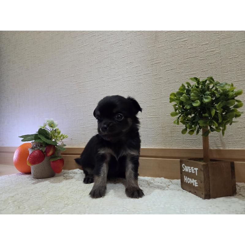 成約済の広島県のチワワ(ロングコート)-422572の3枚目