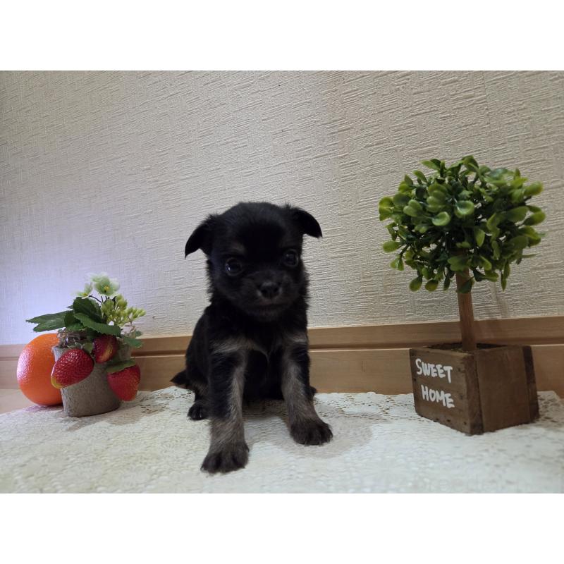 成約済の広島県のチワワ(ロングコート)-422572の2枚目