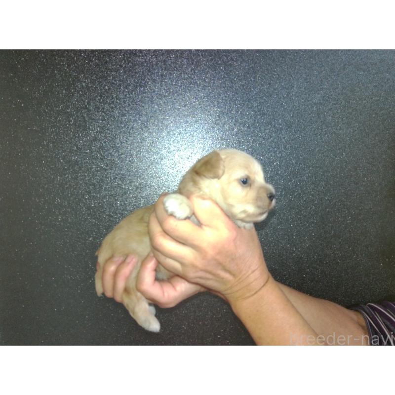 成約済の福岡県のミックス犬-422289の13枚目