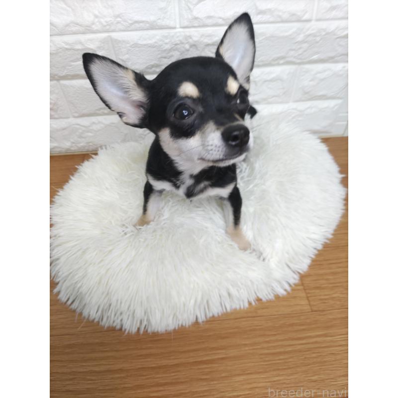 販売中の愛知県のチワワ(スムースコート)-415782の6枚目