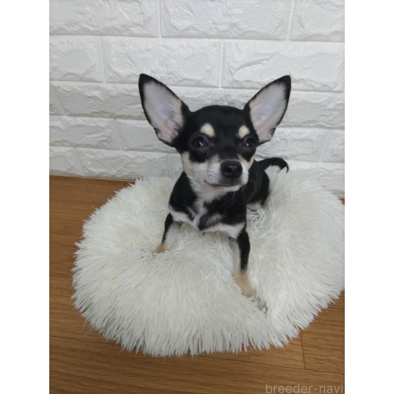 販売中の愛知県のチワワ(スムースコート)-415782の5枚目