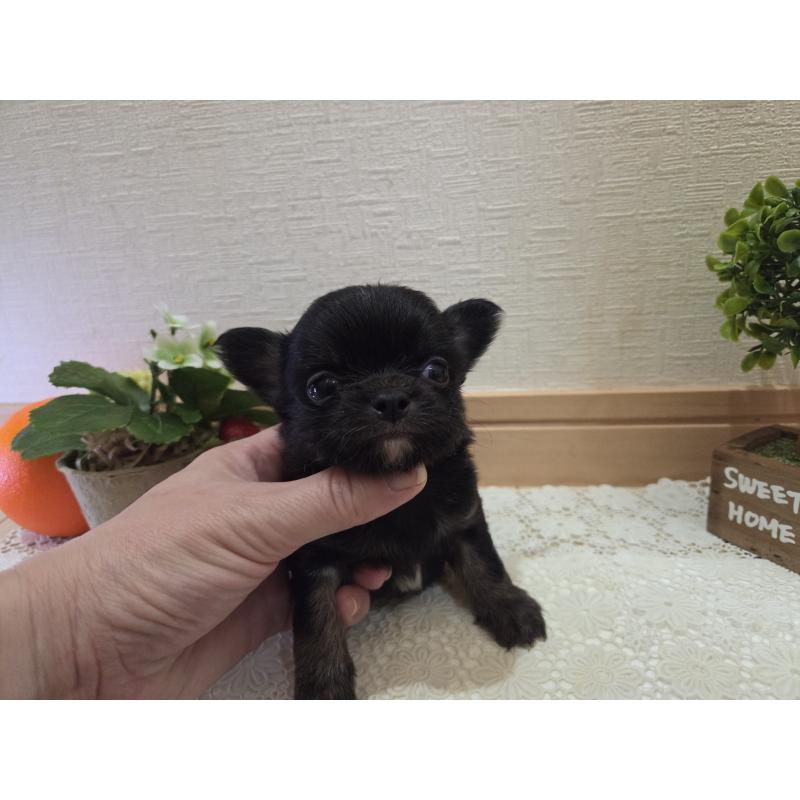 成約済の広島県のチワワ(ロングコート)-422570の45枚目