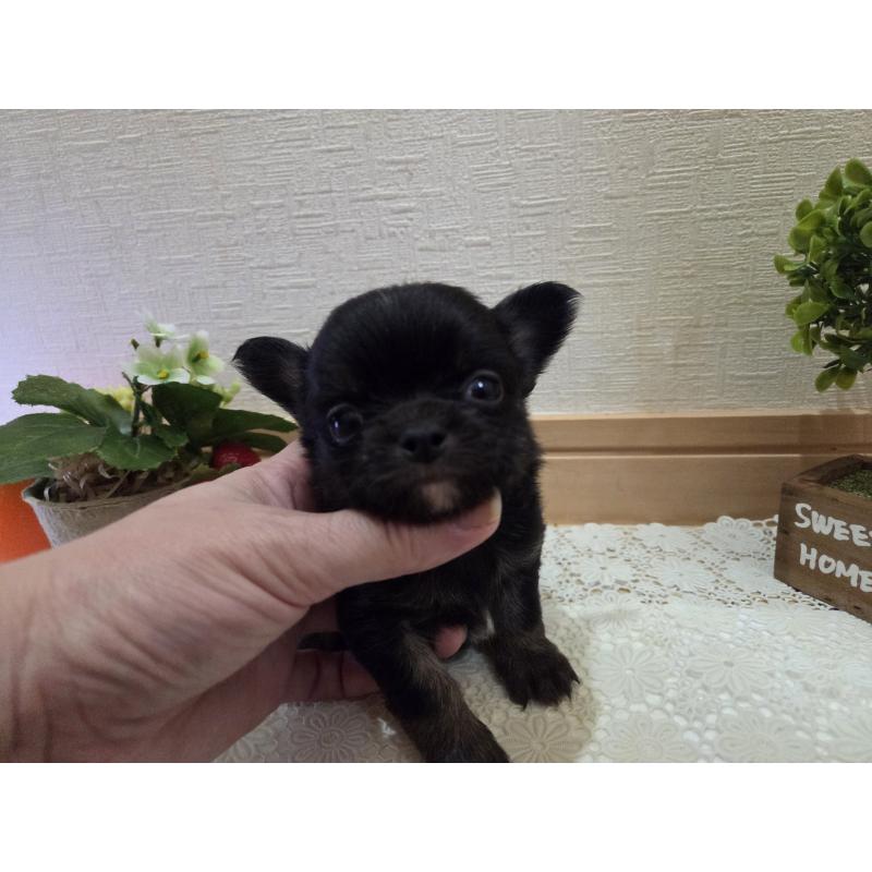 成約済の広島県のチワワ(ロングコート)-422570の42枚目