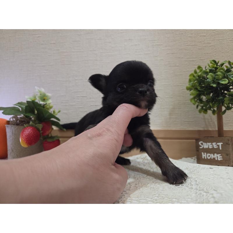 成約済の広島県のチワワ(ロングコート)-422570の40枚目