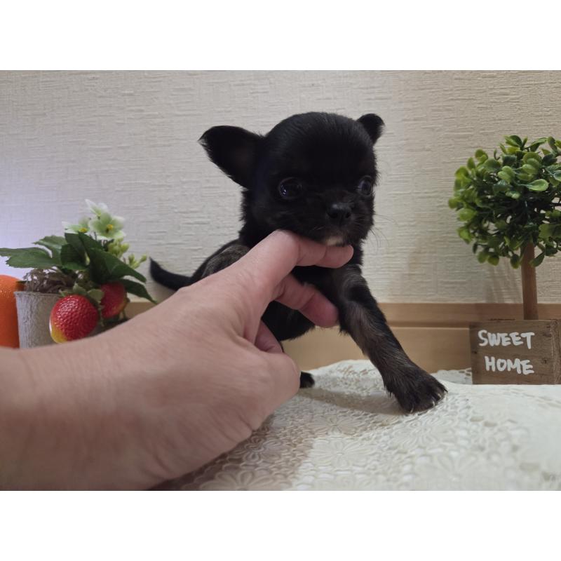 成約済の広島県のチワワ(ロングコート)-422570の38枚目