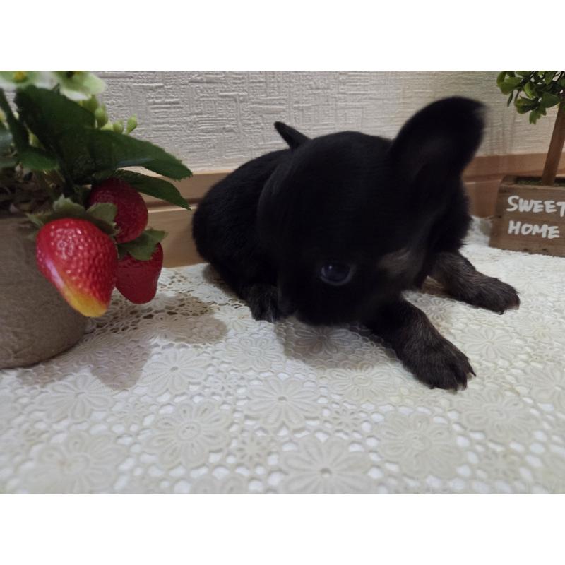 成約済の広島県のチワワ(ロングコート)-422570の37枚目