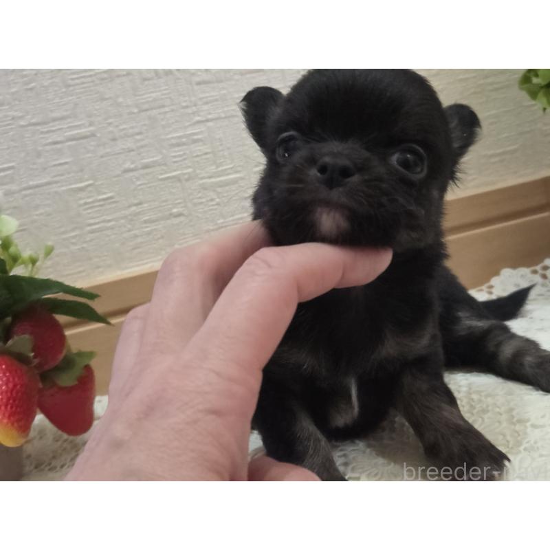 成約済の広島県のチワワ(ロングコート)-422570の35枚目