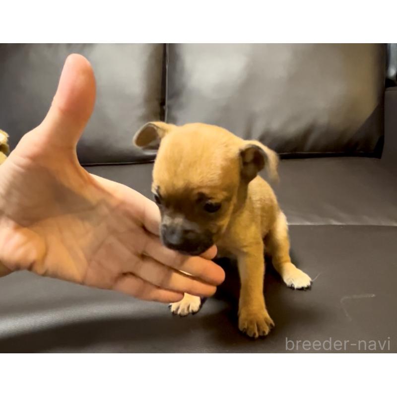 成約済の奈良県のミックス犬-424267の5枚目