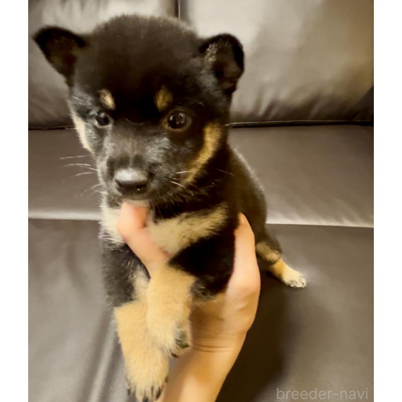 成約済の奈良県の豆柴-424906の2枚目