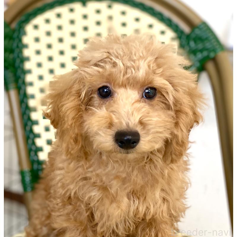 販売中の静岡県のトイプードル-421919の3枚目