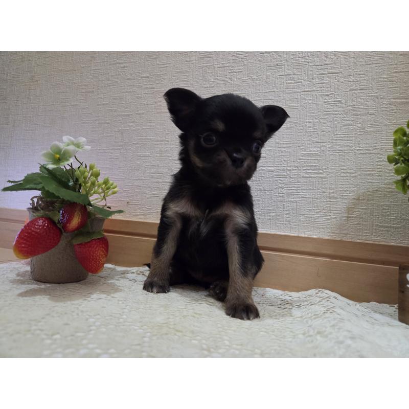 成約済の広島県のチワワ(ロングコート)-422573の27枚目