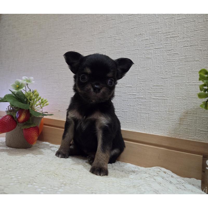 成約済の広島県のチワワ(ロングコート)-422573の26枚目