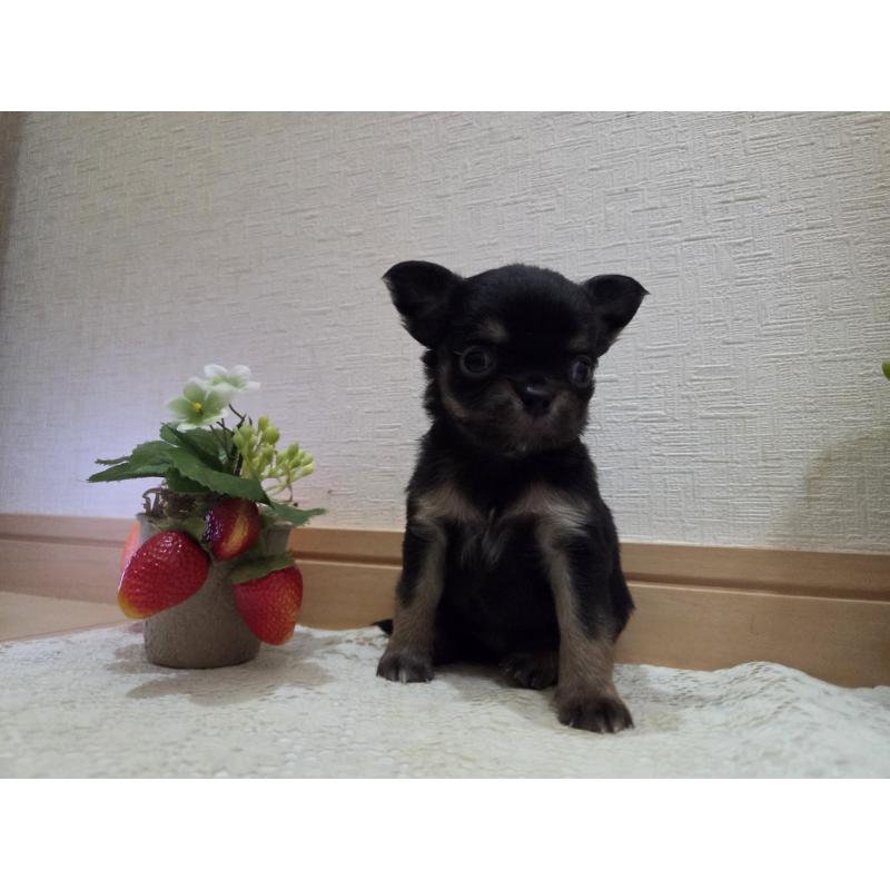 成約済の広島県のチワワ(ロングコート)-422573の25枚目