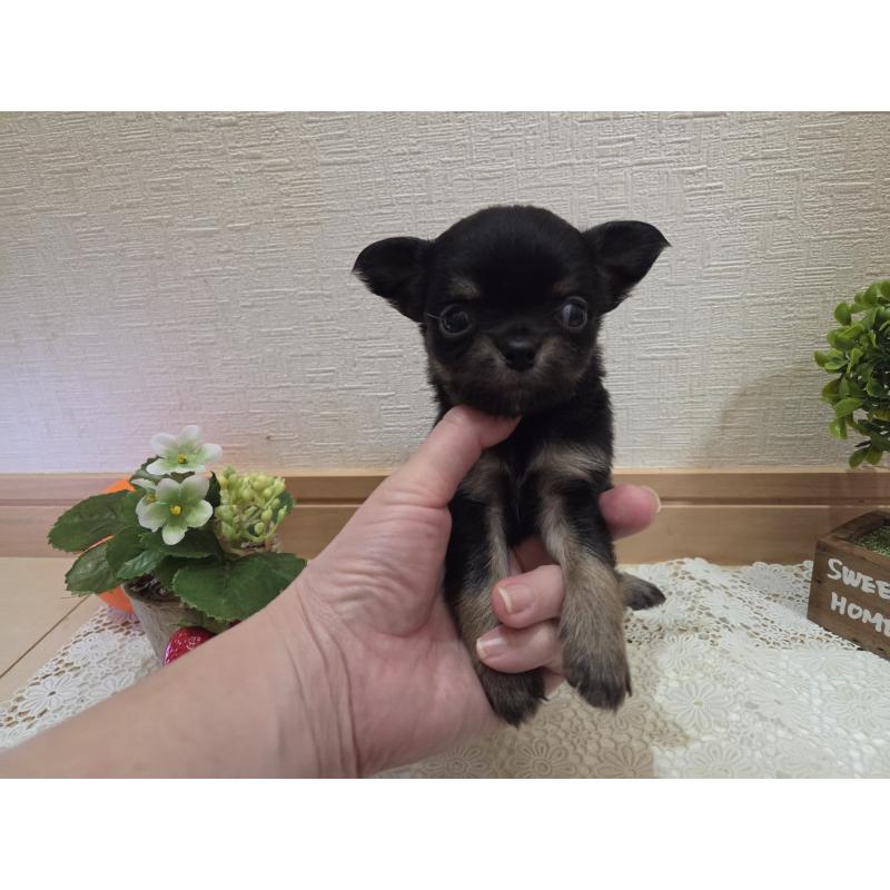 成約済の広島県のチワワ(ロングコート)-422573の24枚目