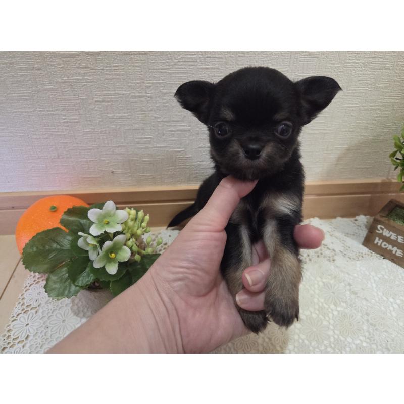 成約済の広島県のチワワ(ロングコート)-422573の23枚目