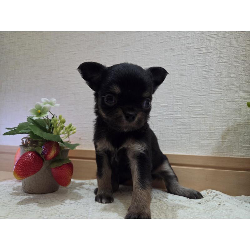 成約済の広島県のチワワ(ロングコート)-422573の22枚目