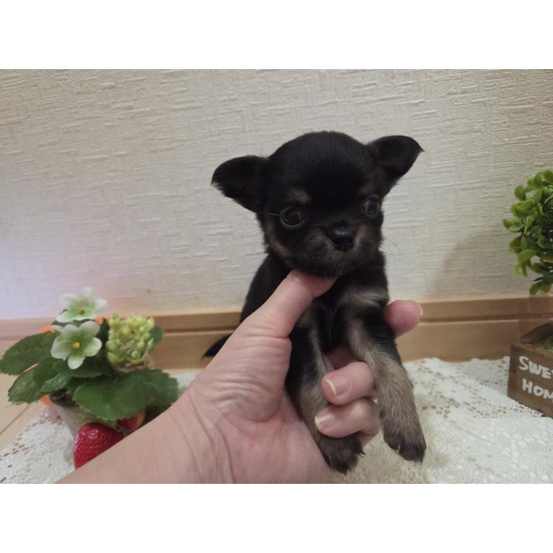 成約済の広島県のチワワ(ロングコート)-422573の21枚目