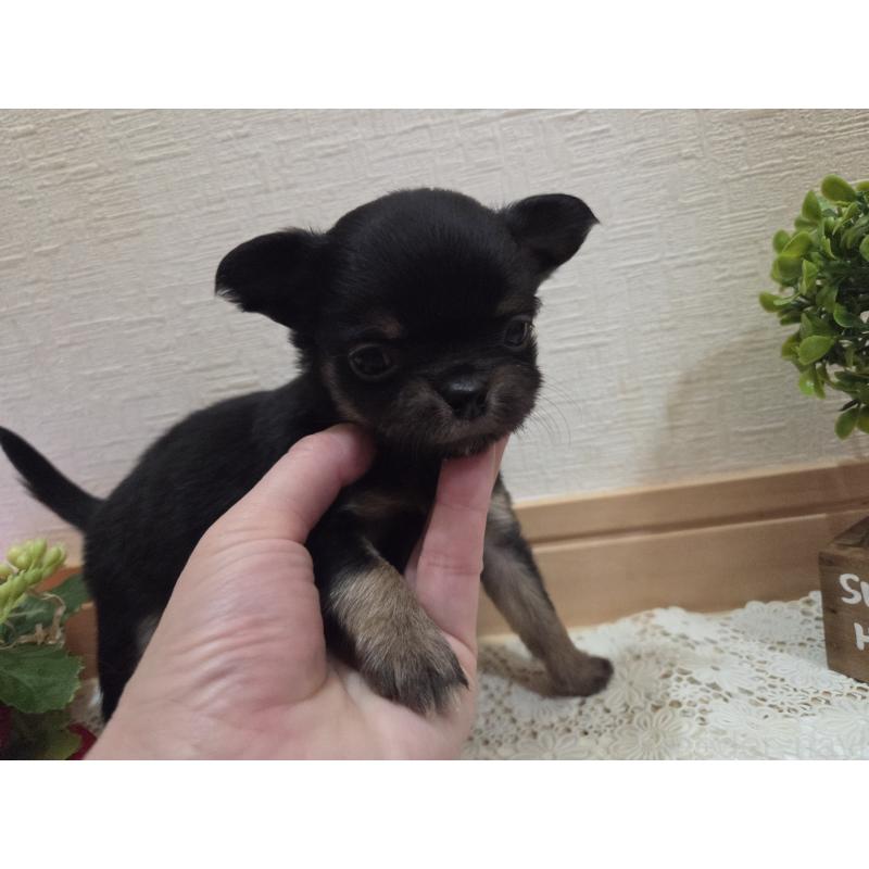 成約済の広島県のチワワ(ロングコート)-422573の20枚目