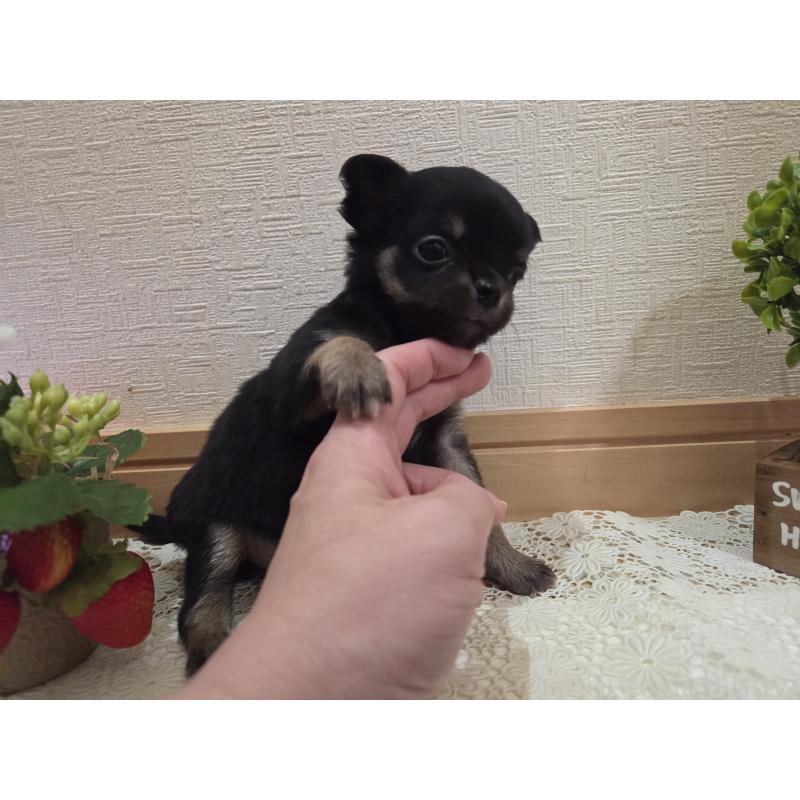 成約済の広島県のチワワ(ロングコート)-422573の19枚目