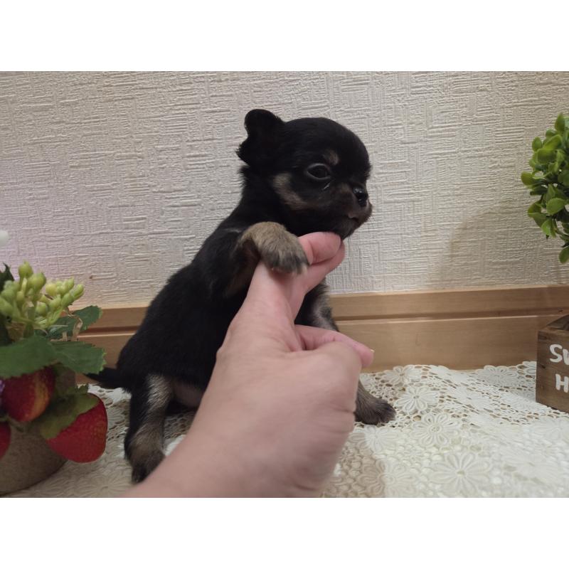 成約済の広島県のチワワ(ロングコート)-422573の18枚目