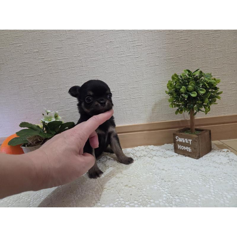 成約済の広島県のチワワ(ロングコート)-422573の17枚目