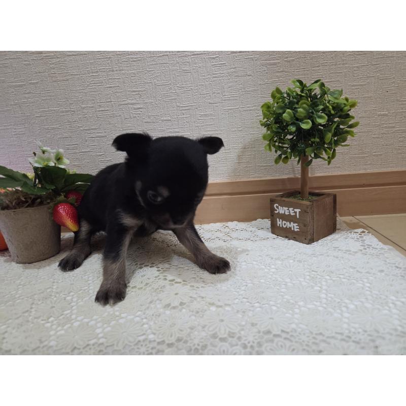 成約済の広島県のチワワ(ロングコート)-422573の16枚目