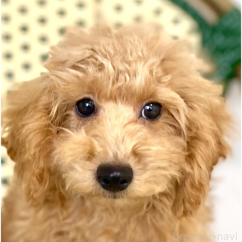 販売中の静岡県のトイプードル-421919の2枚目