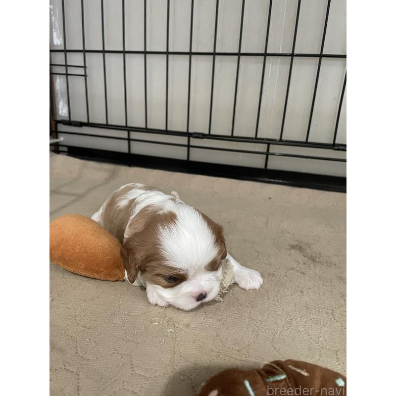 販売中の岡山県のキャバリアキングチャールズスパニエル-425224の7枚目