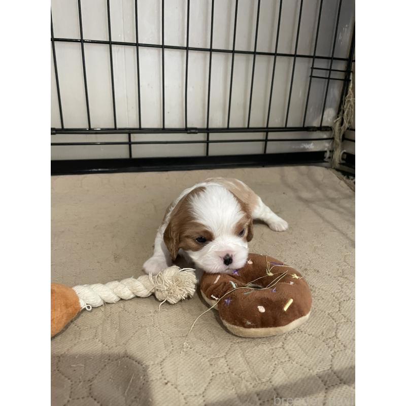販売中の岡山県のキャバリアキングチャールズスパニエル-425224の6枚目