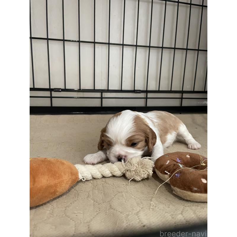 販売中の岡山県のキャバリアキングチャールズスパニエル-425224の5枚目