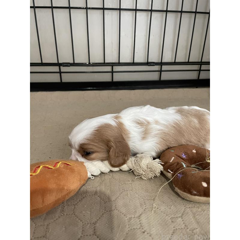 販売中の岡山県のキャバリアキングチャールズスパニエル-425224の4枚目