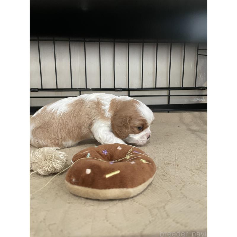 販売中の岡山県のキャバリアキングチャールズスパニエル-425224の3枚目