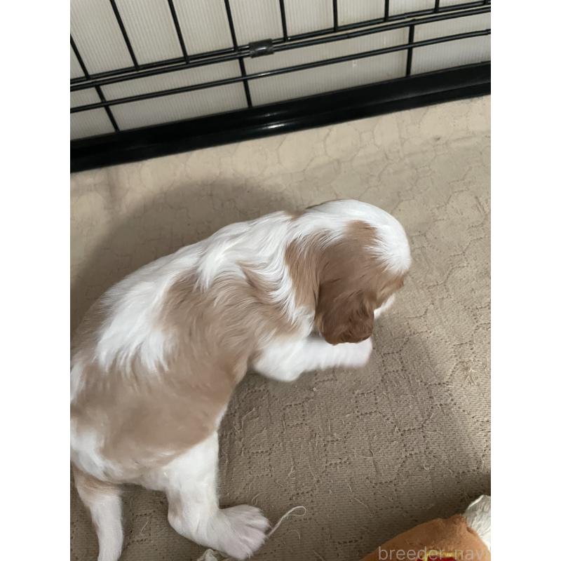 販売中の岡山県のキャバリアキングチャールズスパニエル-425224の2枚目