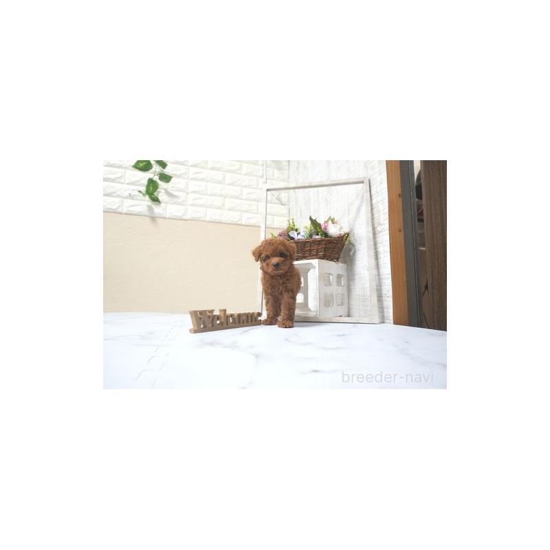 販売中の滋賀県のタイニープードル-425225の4枚目