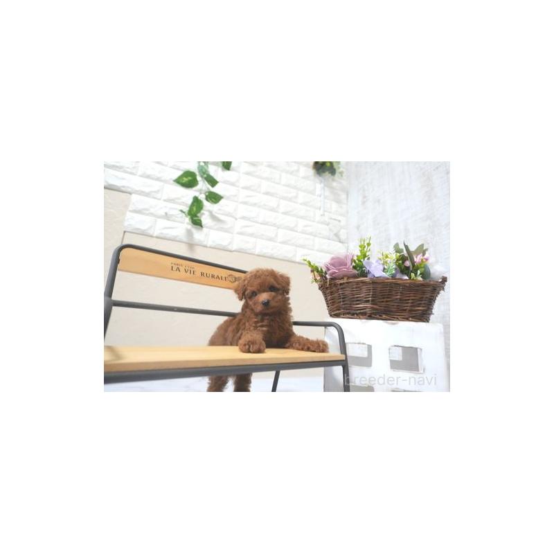 販売中の滋賀県のタイニープードル-425225の1枚目