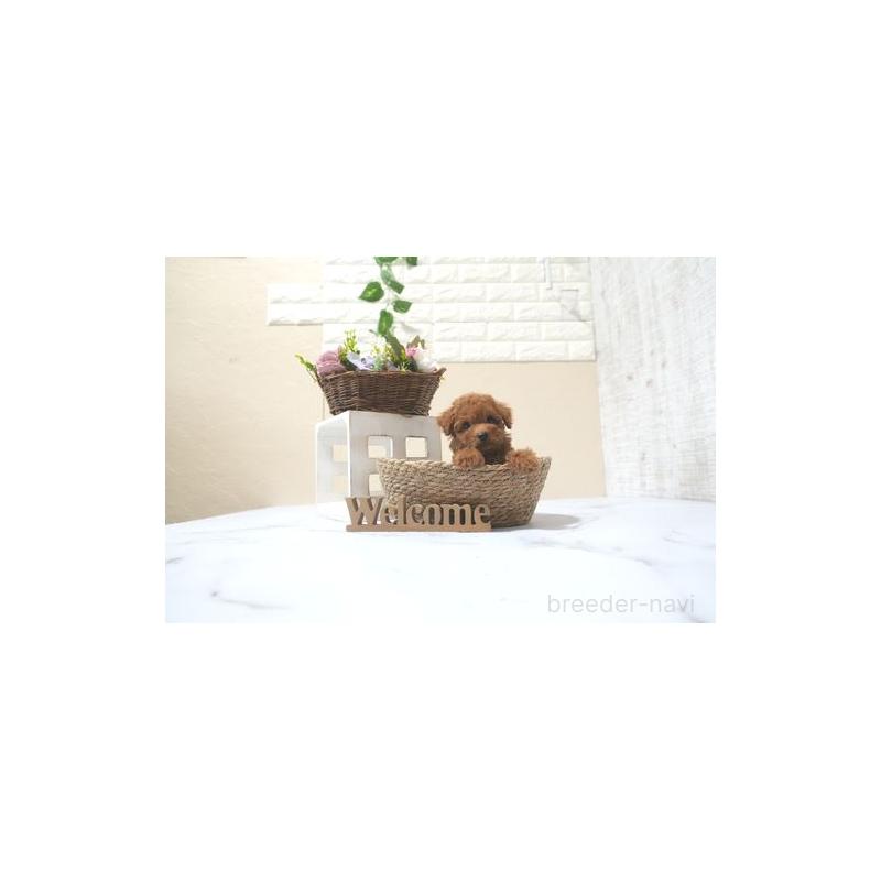 販売中の滋賀県のタイニープードル-425225の3枚目