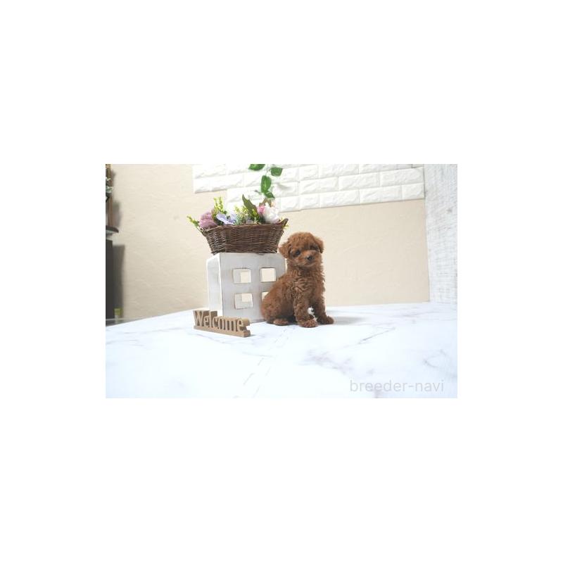 販売中の滋賀県のタイニープードル-425225の2枚目