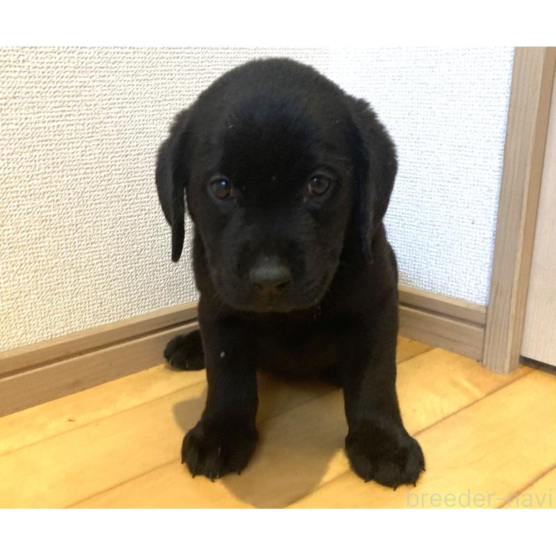 販売中の静岡県のラブラドールレトリーバー-422297の10枚目