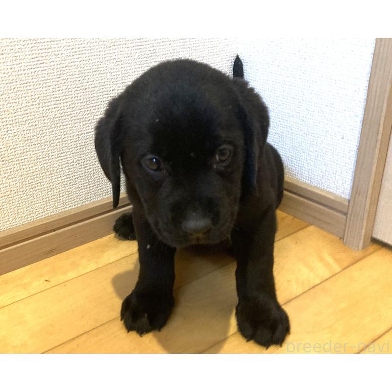 販売中の静岡県のラブラドールレトリーバー-422297の9枚目