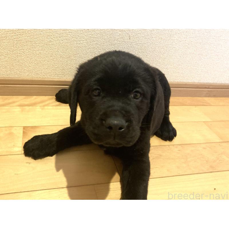 販売中の静岡県のラブラドールレトリーバー-422298の12枚目