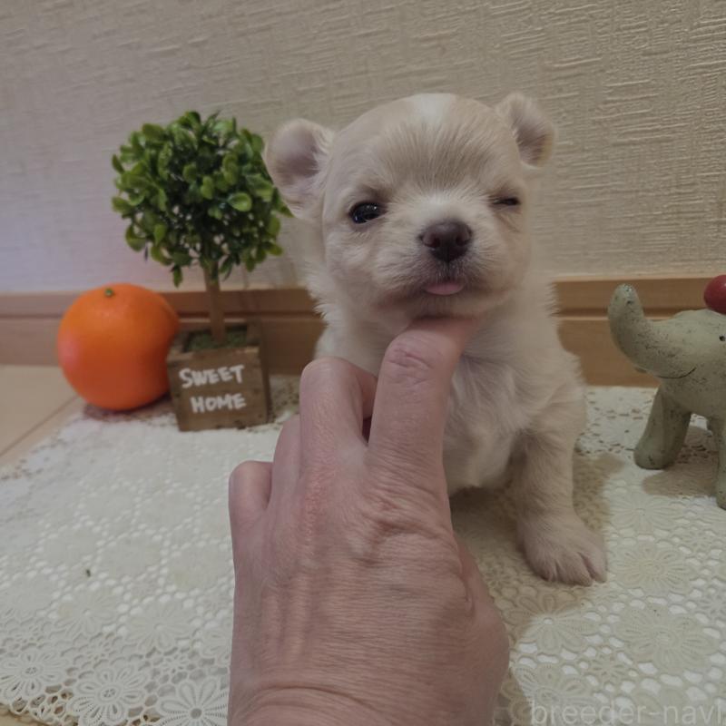 販売中の広島県のチワワ(ロングコート)-420877の36枚目